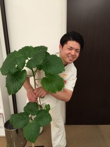 だいちでた